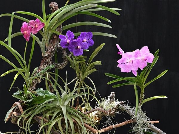 ▲「雨林植物展」即日起在士林官邸新蘭亭登場。（圖／北市公園處提供）