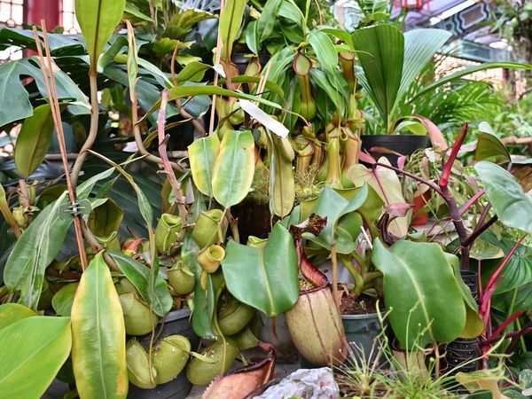 ▲「雨林植物展」即日起在士林官邸新蘭亭登場。（圖／北市公園處提供）