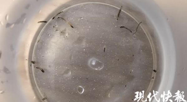 ▲▼陸女童「狂吐活蟲」一個月！元兇就在家中廁所。（圖／翻攝微博）