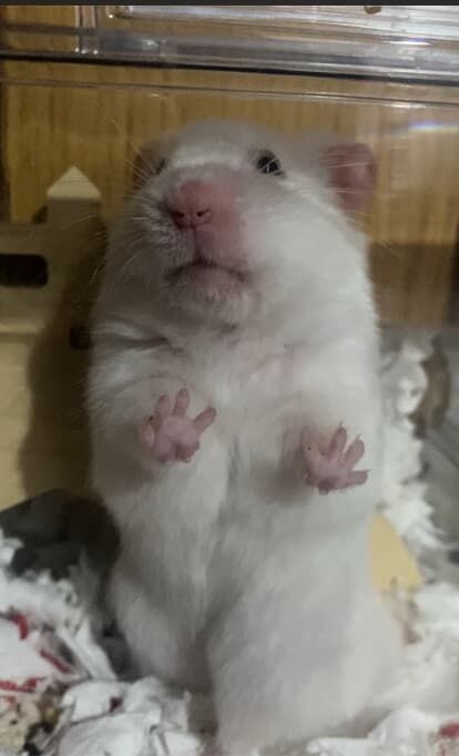 ▲自製紙箱版倉鼠滾輪。（圖／網友＠timmy._.chen提供，請勿隨意翻拍，以免侵權。）