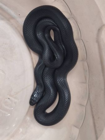 ▲彰化動物防疫所公告黑王蛇將於27日開放認養。（圖／翻攝自彰化縣動物防疫所）