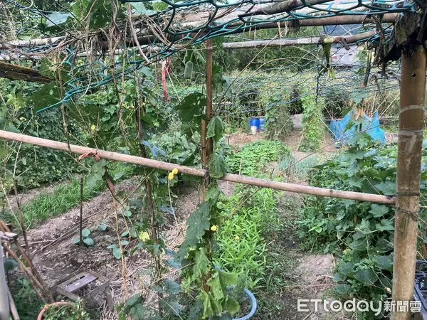 ▲▼             平溪一名女子務農時被蜂群攻擊，一度失去呼吸心跳，經搶救後已恢復呼吸心跳。（圖／記者郭世賢翻攝，下同）