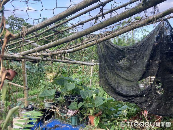▲▼             平溪一名女子務農時被蜂群攻擊，一度失去呼吸心跳，經搶救後已恢復呼吸心跳。（圖／記者郭世賢翻攝，下同）