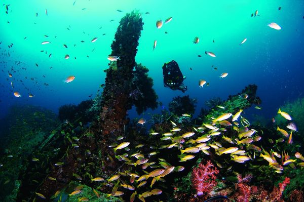 ▲沙巴美人魚島海下風光。（圖／沙巴旅遊局提供）