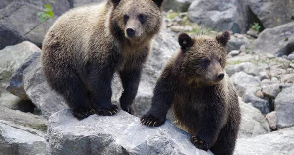 棕熊米許與露西闖入儲存室大啖一週蜂蜜，園方稱牠們「未構成危險」。（示意圖／Pixabay）