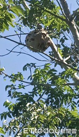 ▲▼高雄山區驚傳虎頭蜂攻擊婦人。（圖／記者賴文萱翻攝）