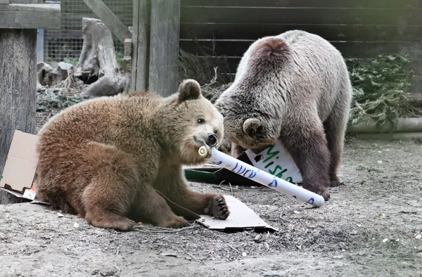 181公斤小熊逃出動物園圍欄　「直奔儲藏室」狂嗑7天份蜂蜜爽睡。（圖／翻攝自Facebook／Wildwood Devon）