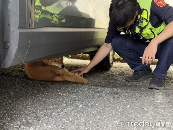 ▲▼員警調閱監視器畫面，發現小柴犬自行跳出婦人車窗後躲進附近車棚內。（圖／鳳林警分局提供，下同）