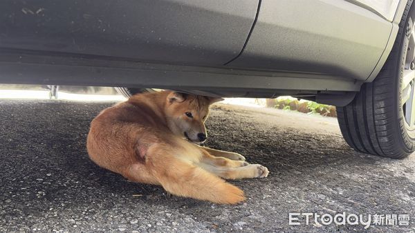 ▲▼員警調閱監視器畫面，發現小柴犬自行跳出婦人車窗後躲進附近車棚內。（圖／鳳林警分局提供，下同）