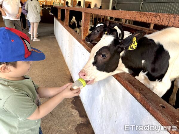 ▲沙巴德薩乳牛牧場（Desa Cattle Dairy Farm）,沙巴旅遊,沙巴景點,馬來西亞旅遊。（圖／記者彭懷玉攝）