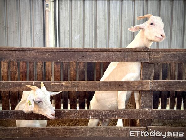 ▲沙巴德薩乳牛牧場（Desa Cattle Dairy Farm）,沙巴旅遊,沙巴景點,馬來西亞旅遊。（圖／記者彭懷玉攝）