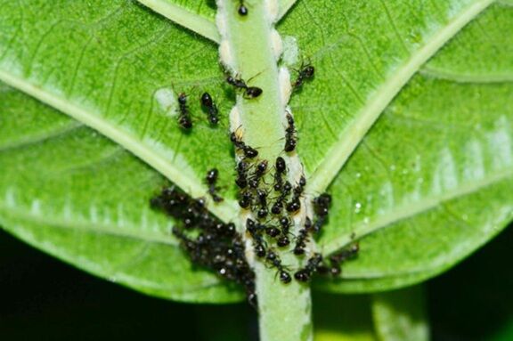 ▲▼農業部與環境部聯手推出疣胸琉璃蟻防治對策，提出「不讓蟻來、不讓蟻吃、不讓蟻住」的防蟻三不原則。（圖／農業部提供）