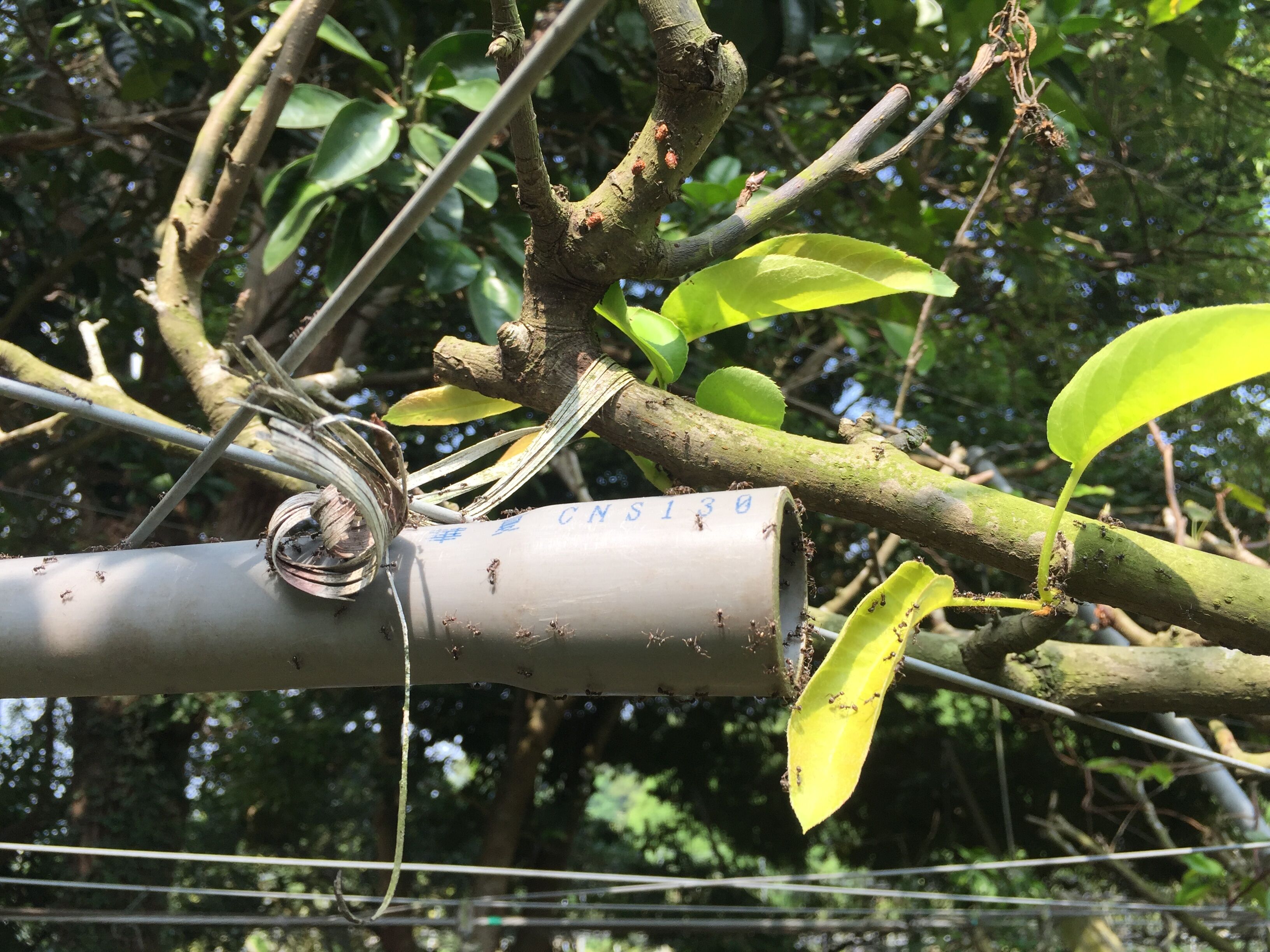 ▲▼農業部與環境部聯手推出疣胸琉璃蟻防治對策，提出「不讓蟻來、不讓蟻吃、不讓蟻住」的防蟻三不原則。（圖／農業部提供）