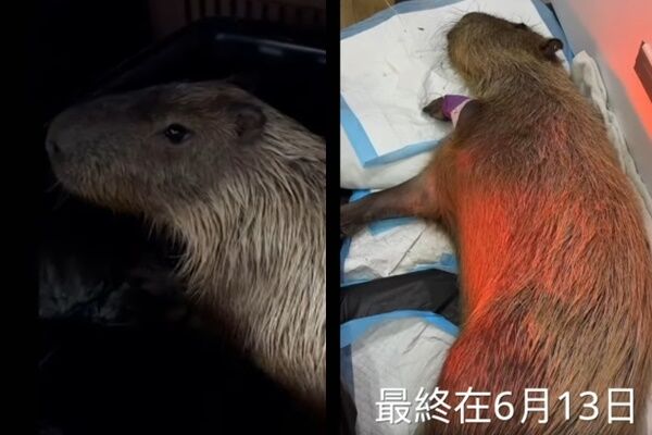 ▲▼「鹿ㄦ島水豚生態園區」2隻水豚疑遭下毒，「牛奶糖」在送醫途中死亡，「口水」也在送醫治療評估後，施行安樂死處置。。（圖／翻攝自臉書鹿ㄦ島Paradise of capybara）