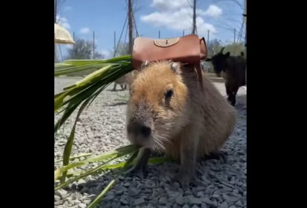 ▲▼「鹿ㄦ島水豚生態園區」2隻水豚疑遭下毒，「牛奶糖」在送醫途中死亡，「口水」也在送醫治療評估後，施行安樂死處置。。（圖／翻攝自臉書鹿ㄦ島Paradise of capybara）