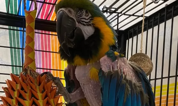 動物界山繆傑克森！限制級髒話鸚鵡爆紅　未成年要養需家長陪同。（圖／翻攝自Facebook／Forever Paws Animal Shelter）