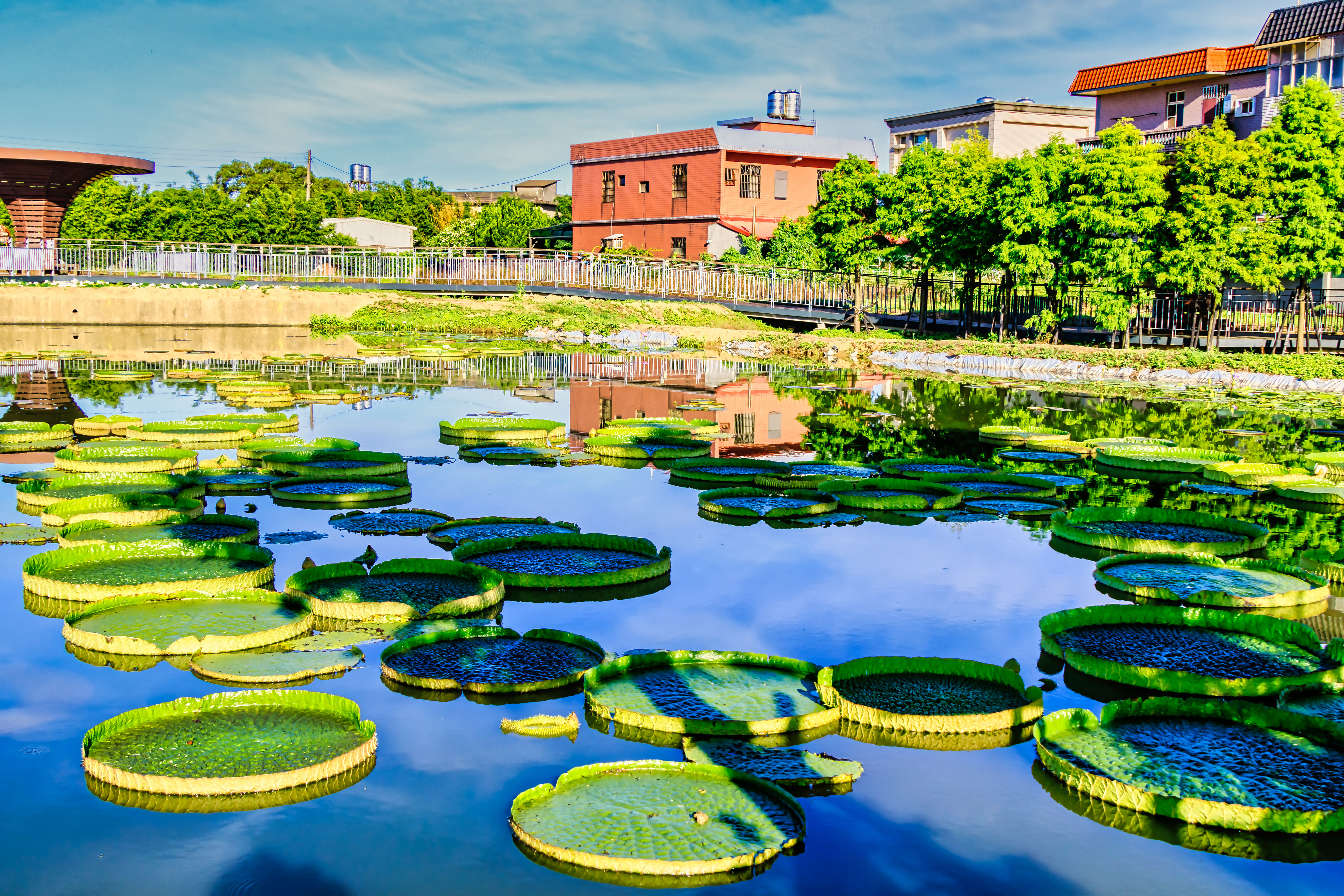 ▲▼ 桃園蓮花季,接駁車,消暑,暑假,夏天,賞蓮,一日遊,半日遊,觀光,親子。（圖／桃園市政府提供）