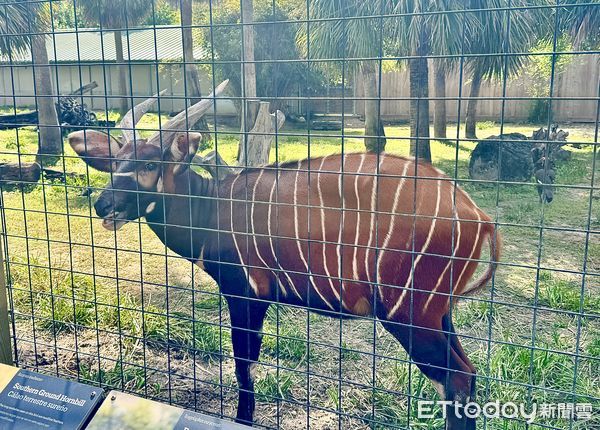 ▲▼休士頓動物園斑哥羚羊Harris。（圖／記者周湘芸攝）