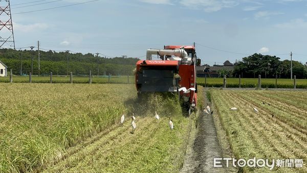 ▲農民收割契作日本米，表示今年產量、收益都比去年成長許多。（圖／記者游瓊華翻攝）