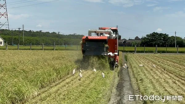 ▲農民收割契作日本米，表示今年產量、收益都比去年成長許多。（圖／記者游瓊華翻攝）