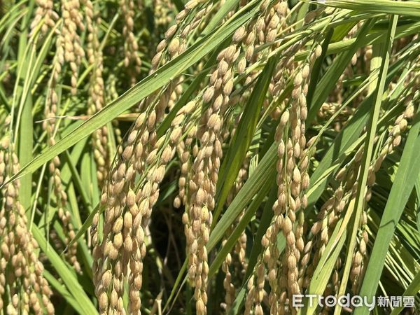 ▲農民收割契作日本米，表示今年產量、收益都比去年成長許多。（圖／記者游瓊華翻攝）