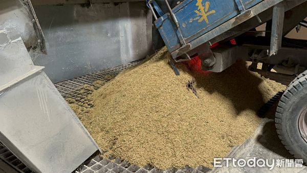 ▲農民收割契作日本米，表示今年產量、收益都比去年成長許多。（圖／記者游瓊華翻攝）