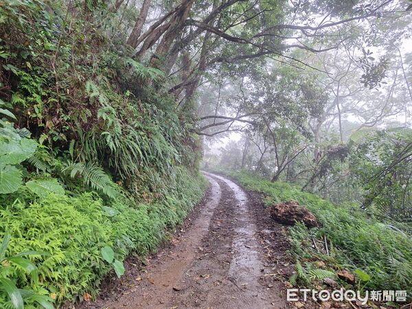 ▲通往大禮大同部落的砂卡礑林道。(圖／太管處提供，下同）