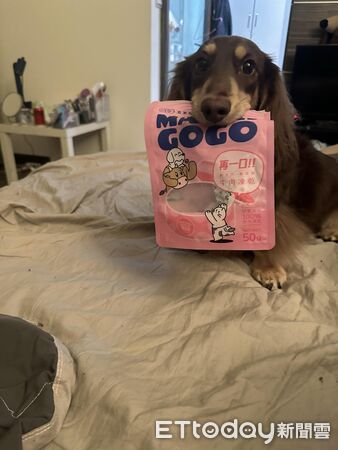 ▲。（圖／有點毛毛的／Cooper is doooooog ）