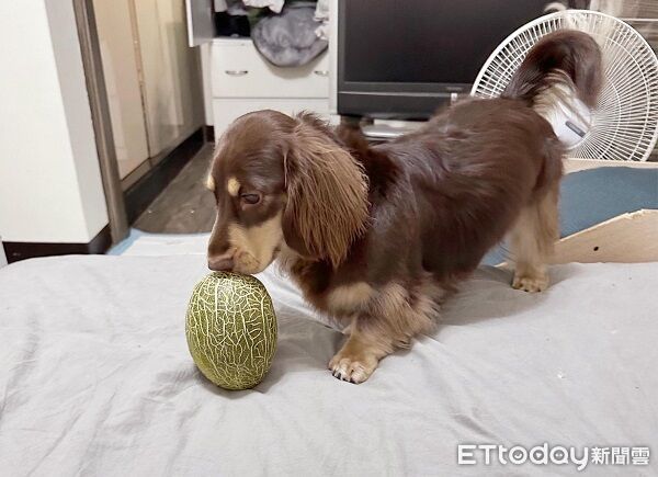▲。（圖／有點毛毛的／Cooper is doooooog ）