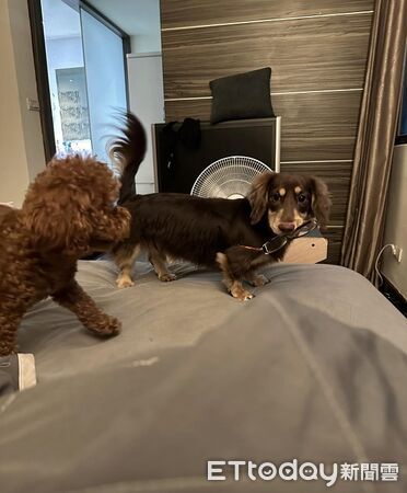▲。（圖／有點毛毛的／Cooper is doooooog ）