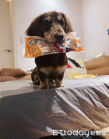 ▲。（圖／有點毛毛的／Cooper is doooooog ）
