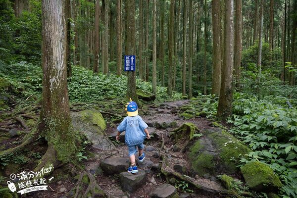 ▲▼馬武督探索森林。（圖／部落客滿分的旅遊札記授權提供）
