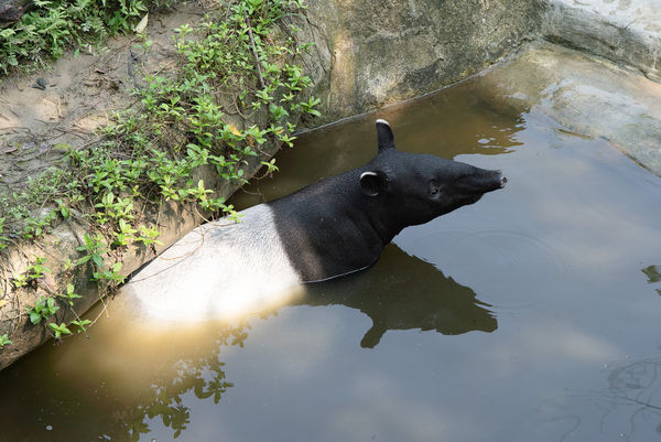 動物園重新開放。（圖／台北市立動物園提供）