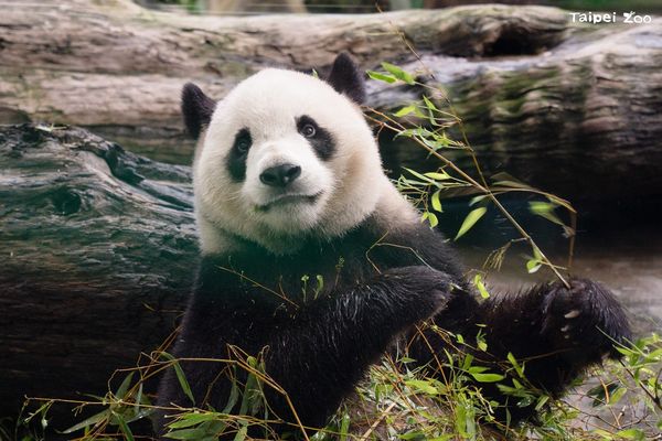 動物園重新開放。（圖／台北市立動物園提供）
