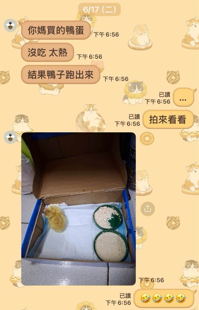 買鴨蛋忘記，竟然孵出來了。（圖／IG@n72annie提供）