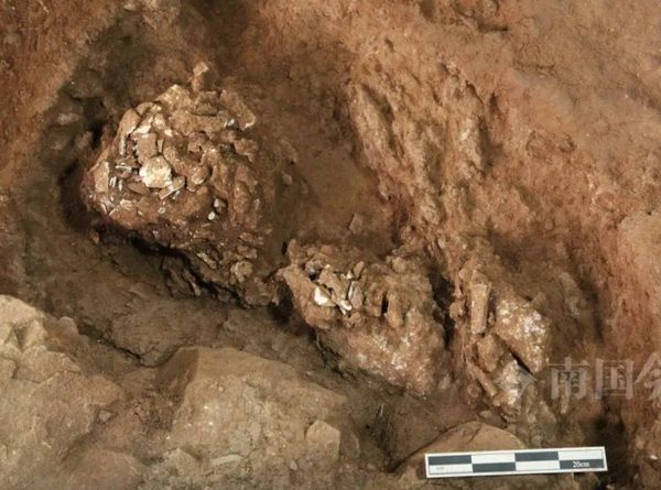 ▲▼ 大陸廣西柳州三萬年古墓女性乾屍牙齒頭顱 牙齒完好            。（圖／翻攝 南國今報）