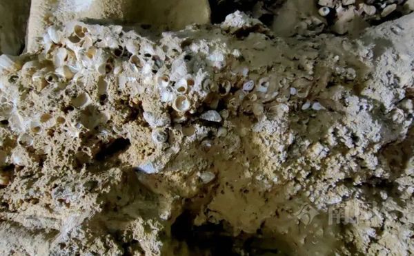 ▲▼ 大陸廣西柳州三萬年古墓女性乾屍牙齒頭顱 牙齒完好            。（圖／翻攝 南國今報）