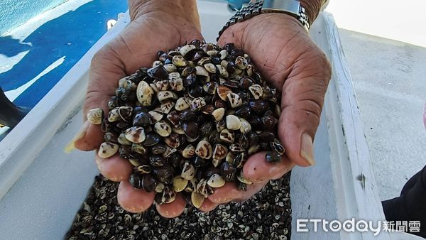 ▲▼2025金湖花蛤季千人魚、蛤苗放流暨成功花蛤裝置藝術啟用典禮。（圖／記者林名揚翻攝)