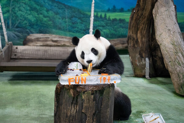 貓熊圓寶5歲慶生。（圖／台北市立動物園提供）