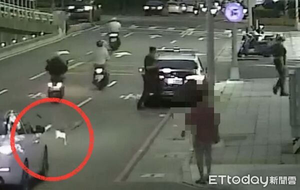 ▲▼黃姓男子帶著飼養的鵝外出散步，卻因未繫牽繩導致鵝隻突然衝上馬路，所幸被巡邏員警及時發現。（圖／記者吳世龍翻攝）