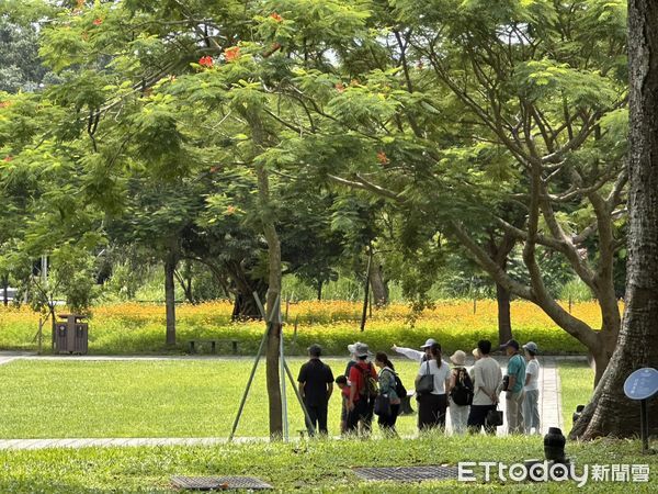 ▲山上花園水道博物館波斯菊花海已逐漸綻放，搭配紅磚建築成為夢幻打卡熱點。（記者林東良翻攝，下同）