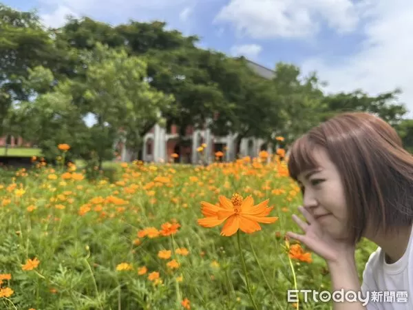 ▲山上花園水道博物館波斯菊花海已逐漸綻放，搭配紅磚建築成為夢幻打卡熱點。（記者林東良翻攝，下同）