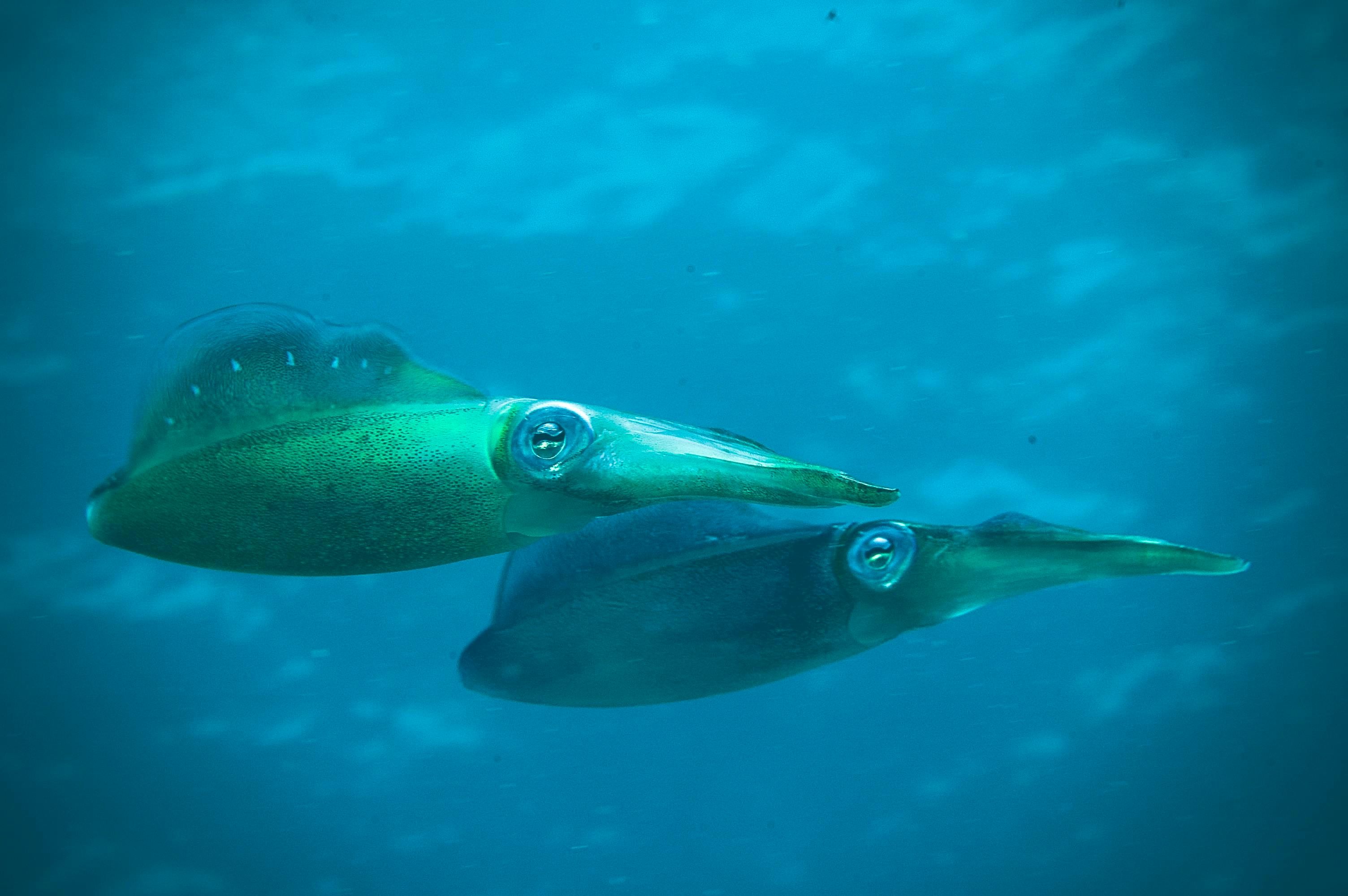 ▲▼ 科學,化石,海洋,烏賊,菊石 。（圖／Pexels）