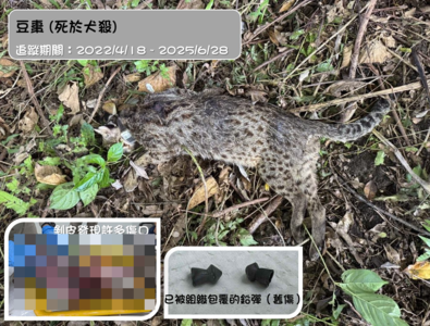石虎媽媽「豆棗」犬殺喪命　解剖還找到2個鉛彈曾遭射擊
