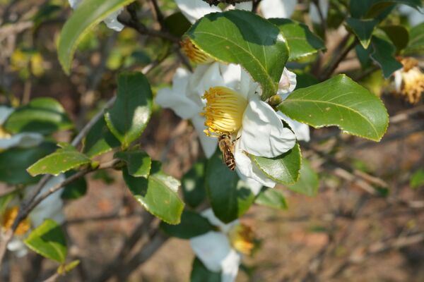 ▲有機茶園蜜蜂自來。（圖／盛生食品提供）