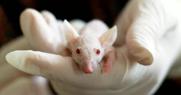 中國科學家近日在生殖科學領域取得突破性進展，成功培育出世界上首批由兩位雄性親本所繁殖出的健康、具生育能力的小鼠。（示意圖／翻攝Pexels）