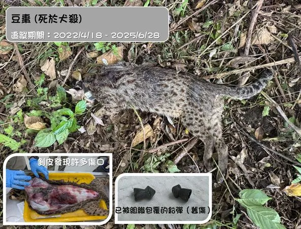 石虎豆棗死亡。（圖／翻攝自石虎保育大使 阿虎加油粉專）