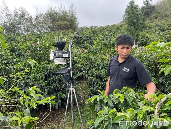 ▲▼   智慧科技助攻! 嘉義縣政府輔導咖啡園轉型見成效    。（圖／嘉義縣政府提供）