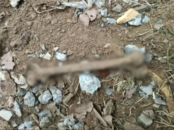 ▲人骨。（圖／翻攝自微博）