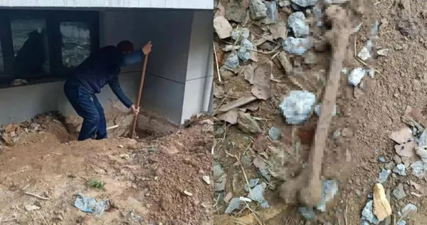 孫女買的新房多次挖出人骨，當場嚇到腿軟。（圖／翻攝自微博）